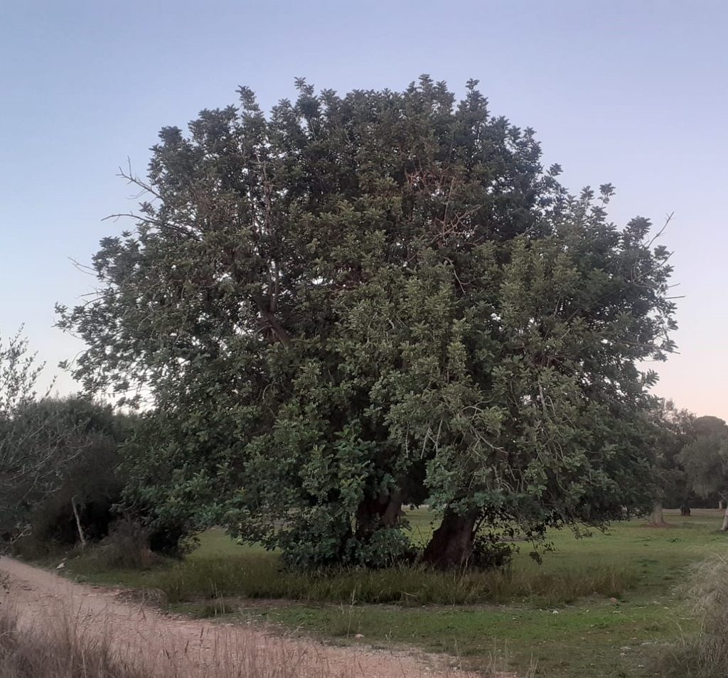 Manduria, albero di carrubo